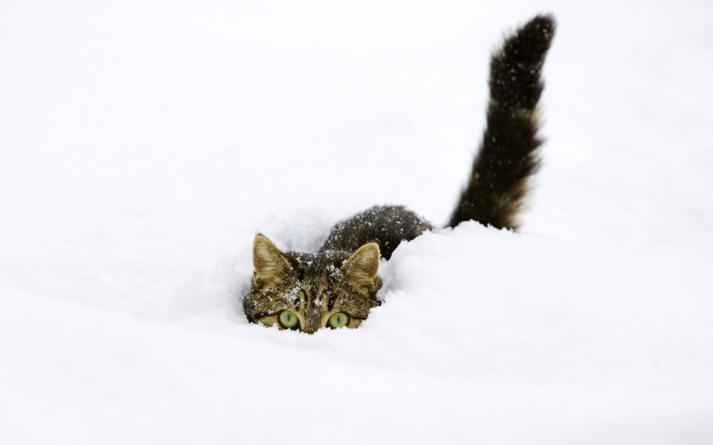 SNOW CAT
