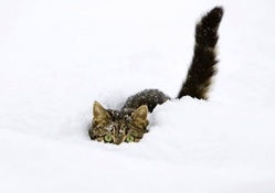 SNOW CAT