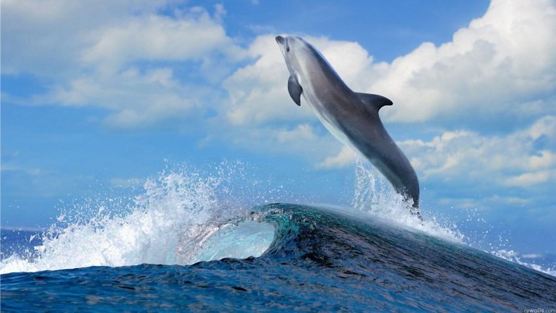 dolphin_leaping_over_a_sea_wave.jpg
