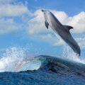 dolphin leaping over a sea wave