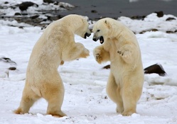 Polar Bear version of MMA