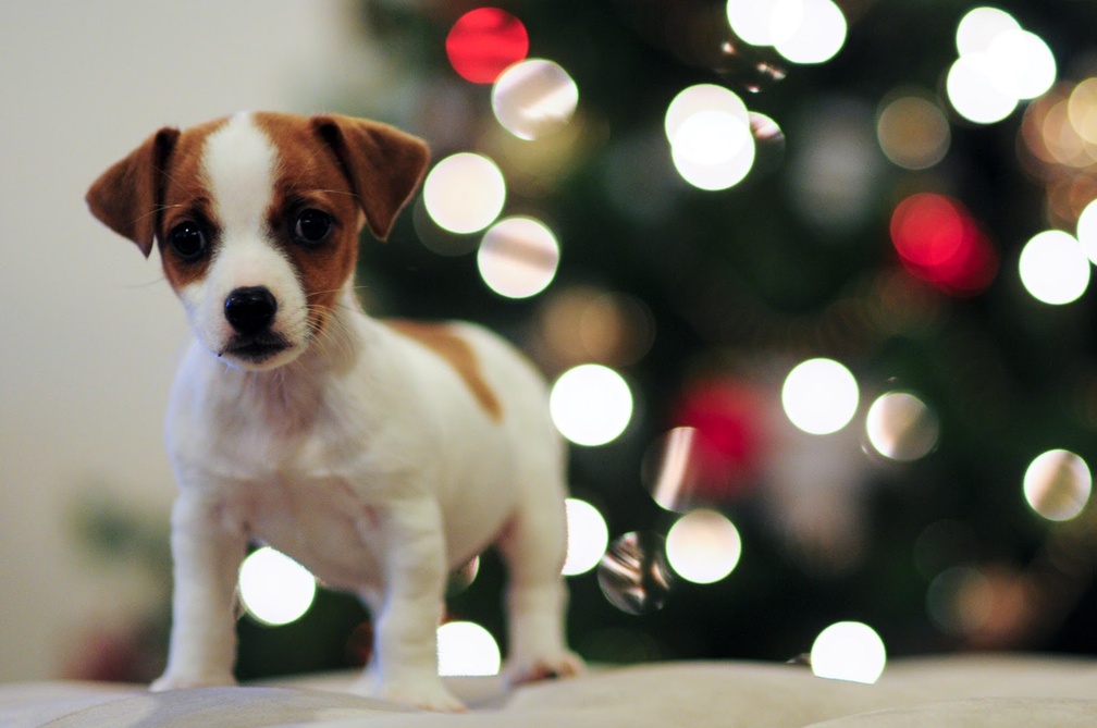 Happy Pets, Happy Holidays!♥