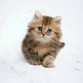 Kitten in the Snow