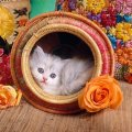 ♥  cute kitty for carmenmbonilla ♥