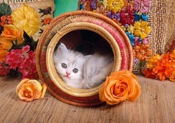 ♥  cute kitty for carmenmbonilla ♥