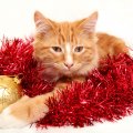 Christmas Time For Your Pet