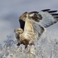Hunting hawk