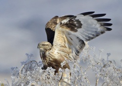 Hunting hawk