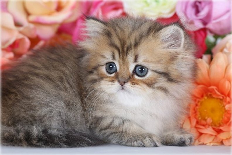 cute_golden_persian_kitten.jpg