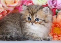 Cute Golden Persian Kitten