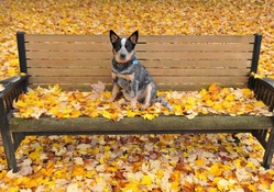 Autumn dog