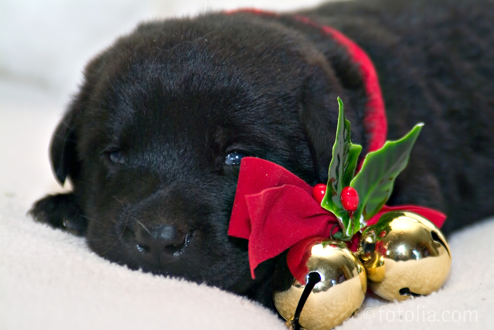 Christmas Puppy!♥