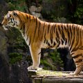 Tiger King On Guard