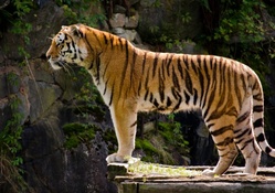 Tiger King On Guard