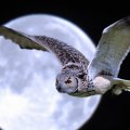 wonderful giant owl flying under a moon