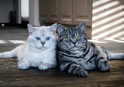 Blue &amp; Green Eye Cats