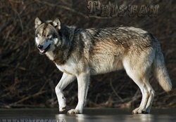 great wolf