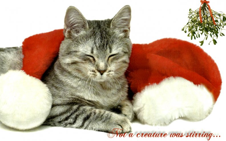 christmas_kitty_f.jpg