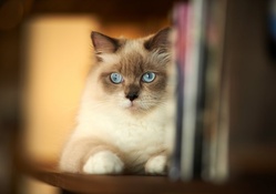*** Blue_eyed cat ***