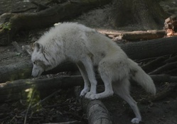 white_wolf