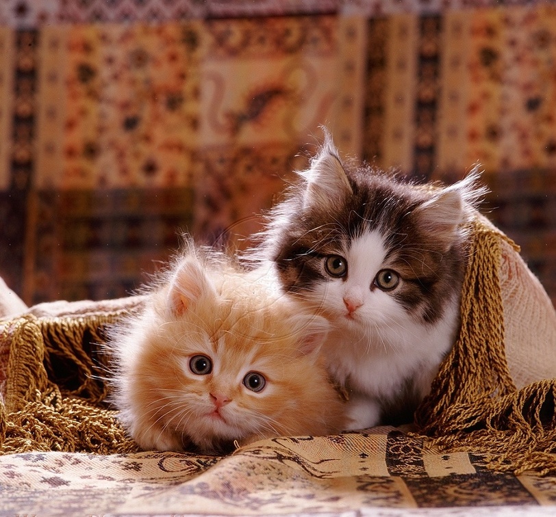 Cute kittens under a cover