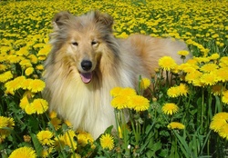 *** Dog on the meadow ***