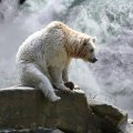 bear at waterfall