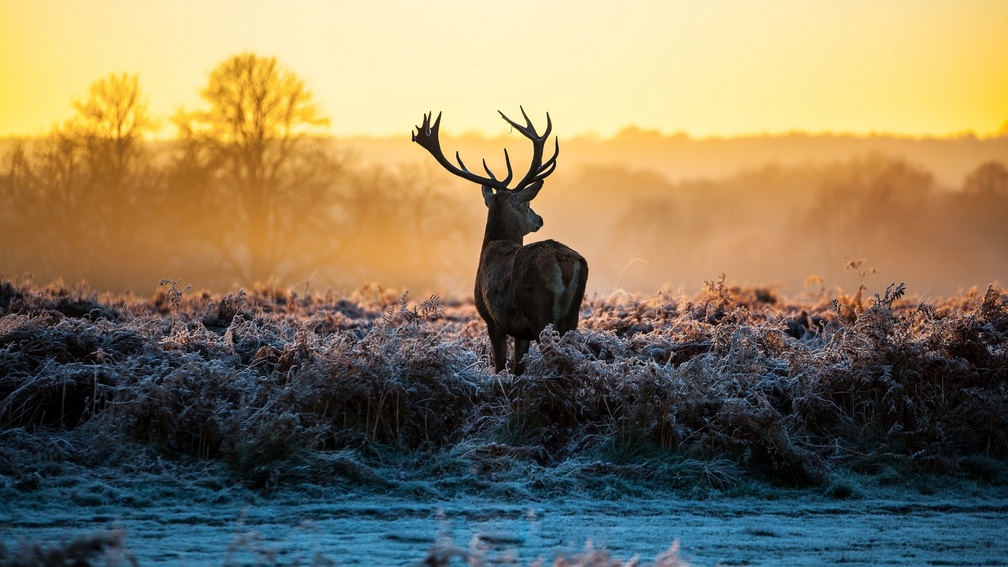*** Deer in winter morning ***