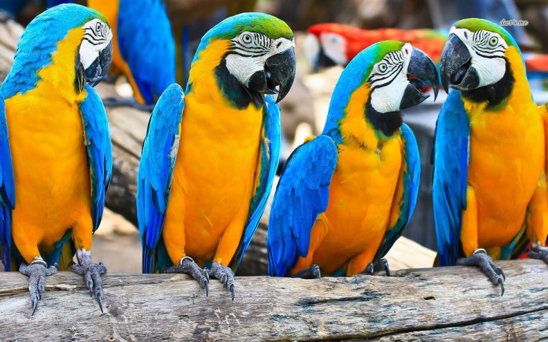 blue_amp_yellow_macaws.jpg