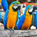 Blue &amp; Yellow Macaws