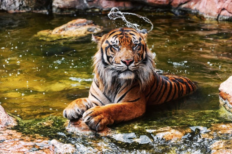 bathing_tiger.jpg