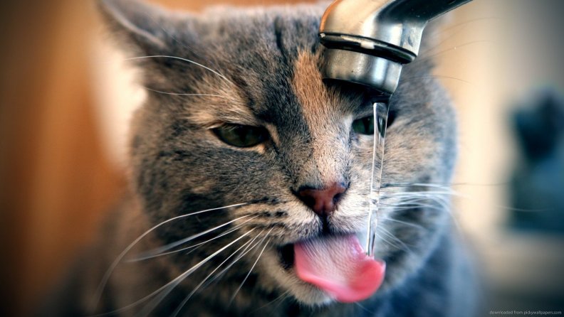 cat_drinking_water.jpg