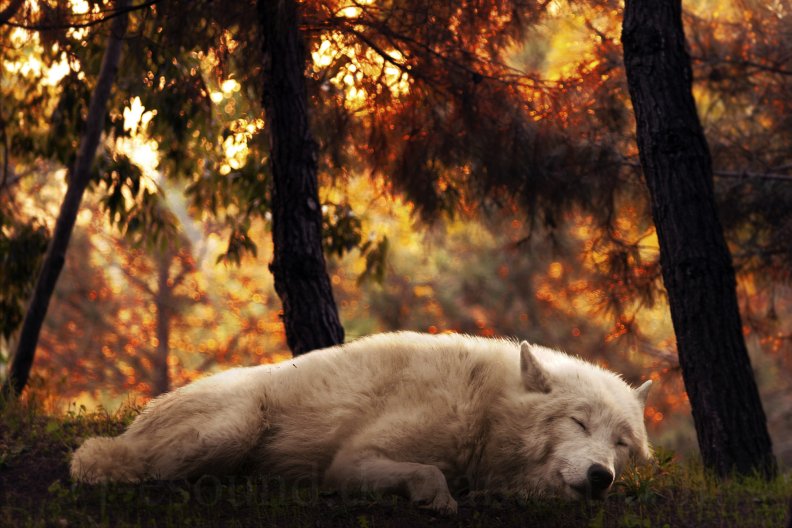 sleeping_wolf.jpg