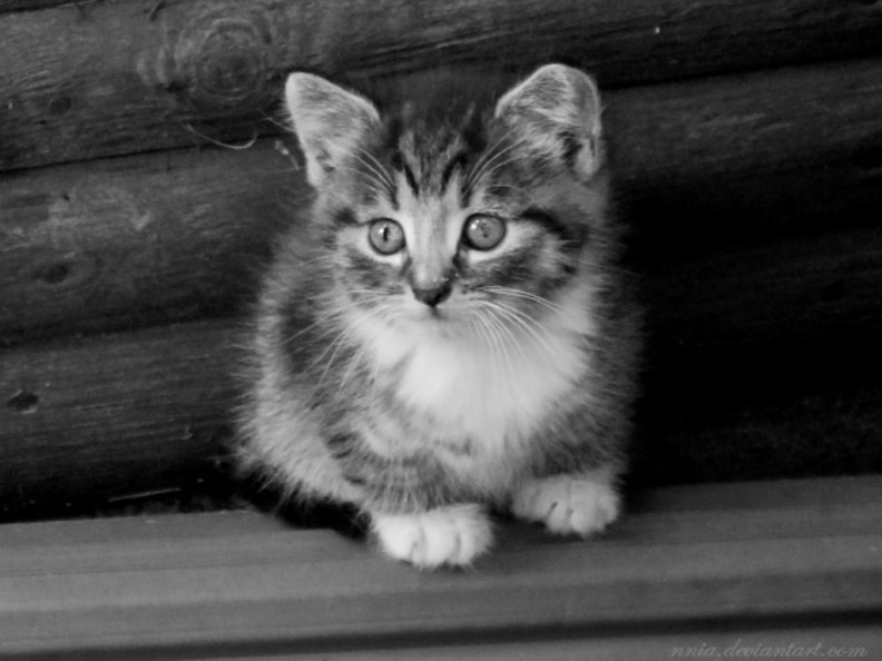adorable_furry_kitten.jpg
