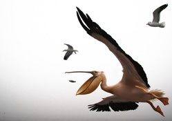 pelican catching a flying fish