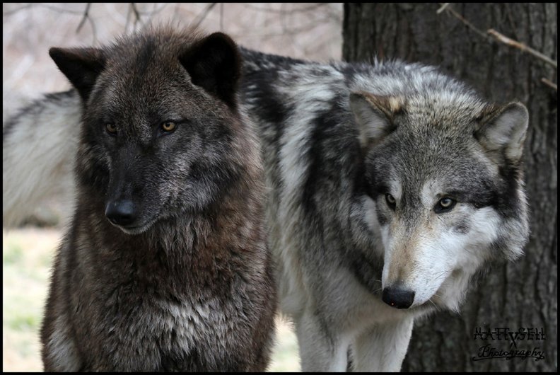wolf_couple.jpg