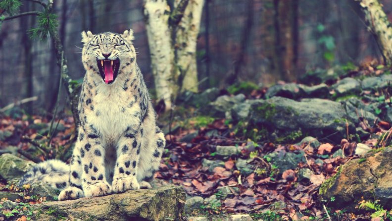 snow_leopards.jpg