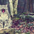 _snow leopards