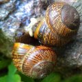 Snails Love.