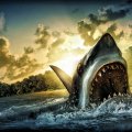 Shark Attack (HDR)