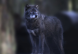 fantastic black wolf