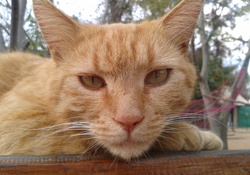 Beautiful Male Ginger Cat