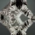 Cat mirror