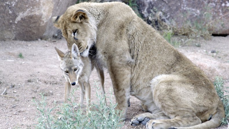 lion_with_coyote.jpg