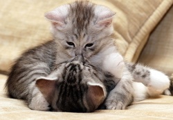 Kittens Kiss