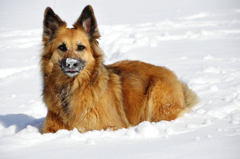 dog_in_snow.jpg
