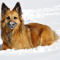 Dog in Snow!