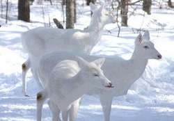 Rare_and_Amazing_White_Deer