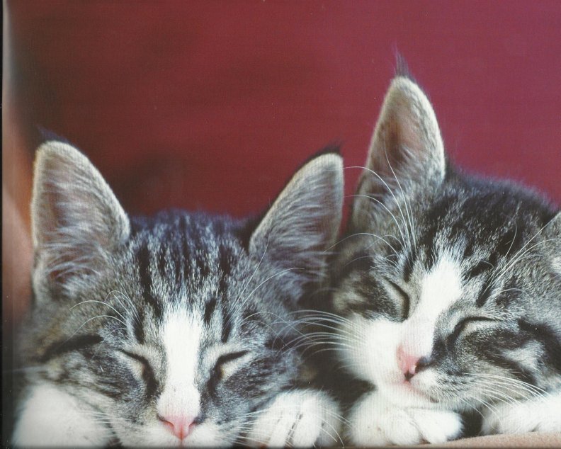 kittens_napping.jpg