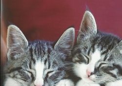 kittens napping
